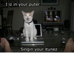 itunes cat.jpg