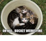 bucket kitties.jpg