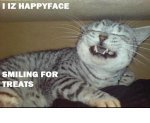 happyface cat.jpg