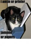 printer jam cat.jpg