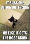 005-FUNNY-CAT-MEME.jpg