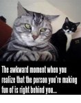 008-FUNNY-CAT-MEME.jpg