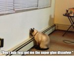 012-FUNNY-CAT-MEME.jpg