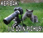 cat photographer.jpg