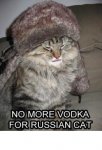 russian cat.jpg