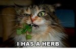 herb cat.jpg