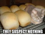 bread cat.jpg