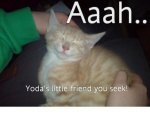 yoda kitty.jpg