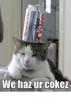 coke cat.jpg