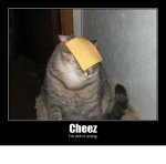 cheeze cat.jpg