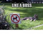 boss cat.jpg