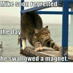 magnet cat.jpg