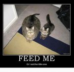 funny-fat-cat-kitten-hungry.jpg