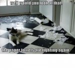 paper towel fight.jpg