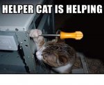 helper cat.jpg