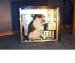 cat computer.jpg