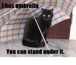 umbrella.jpg