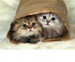 bag kitties.jpg