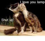 lamp cats.jpg