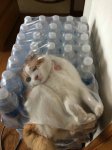 cat-stuck-in-water-bottle-box-funny-cat-pics-amazinganimalphotosdotcom.jpg