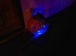 JackoLantern.jpg