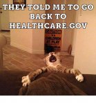 obamacare cat.jpg