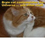 brain cat.jpg