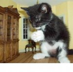 giant kitty.jpg giant kitty.jpg