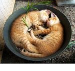 wok cats.jpg wok cats.jpg