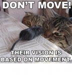 mouse staredown.jpg mouse staredown.jpg