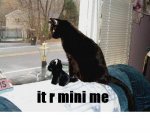 mini me.jpg mini me.jpg