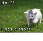 thorn kitty.jpg thorn kitty.jpg