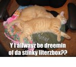 litterbox dreams.jpg litterbox dreams.jpg