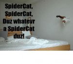 spidercat.jpg spidercat.jpg