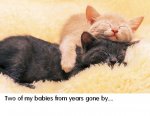 2kitties.jpg 2kitties.jpg