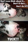 Big-dog-vs-little-kitten.jpg