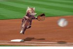 baseball cat.jpg