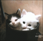 kittehs.gif