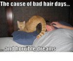 bad hair cat.jpg