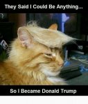 trumpcat.jpg