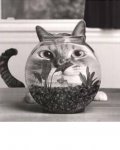 cat fishbowl.jpg