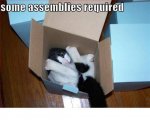 cat in a box.jpg