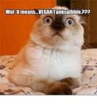 cat thanksgibbing.jpg