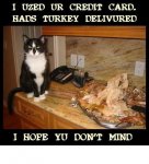 turkey cat.JPG