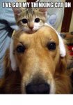 thinking cat.JPG