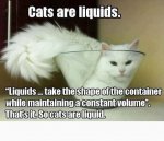 catsareliquids.jpg