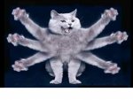 cat multi-armed.JPG