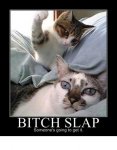bitch slap.jpg