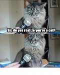 cat interview.jpg