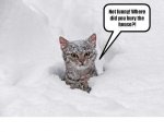 cat in snow.jpg